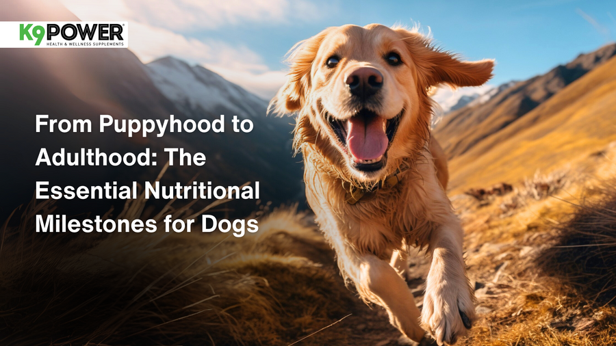 From Puppyhood to Adulthood: The Essential Nutritional Milestones for Dogs