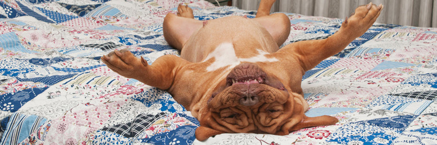 Top Causes of Dog Digestive Problems