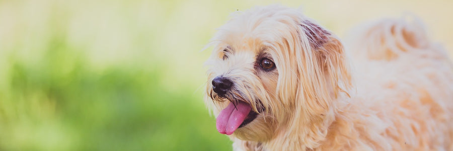 Is Your Spring Garden Safe for Your Dog?