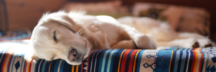 10 Dogs Who Quarantine & Chill