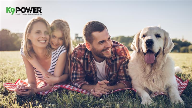 The Secret to a Healthy Dog Gut: Do Probiotics and Digestive Supplements Work?