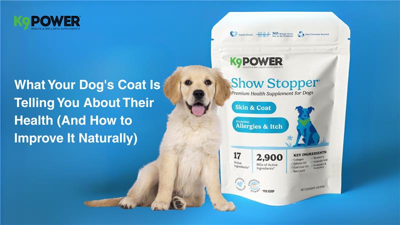 What Your Dog's Coat Is Telling You About Their Health (And How to Improve It Naturally)