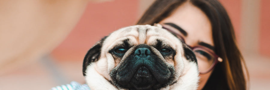 8 Amazing Dog Moms