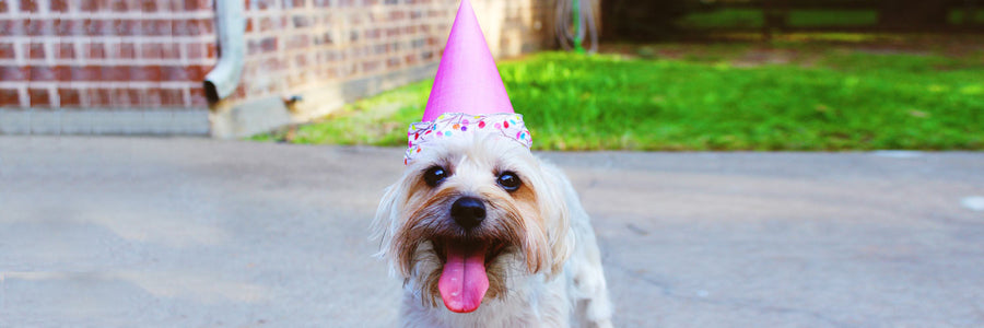 Pet Holidays To Celebrate All Year