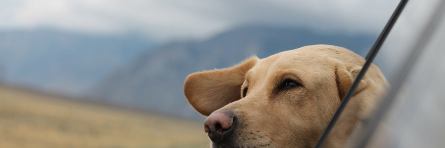 Our Favorite Dog Quotes