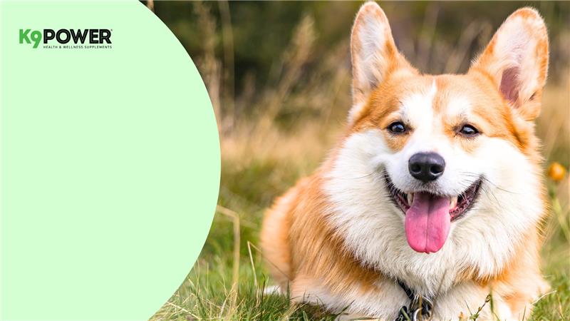 How Do I Crate Train My Dog the Right Way? A Step-by-Step Guide