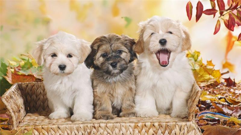 Choosing the Right Dog for Your Lifestyle: A Practical Guide by K9Power