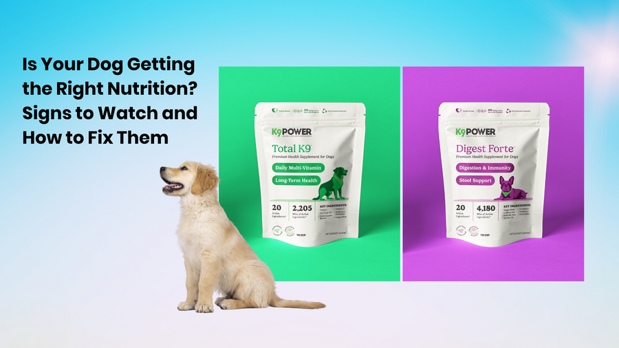 Is Your Dog Getting the Right Nutrition? Signs to Watch and How to Fix Them