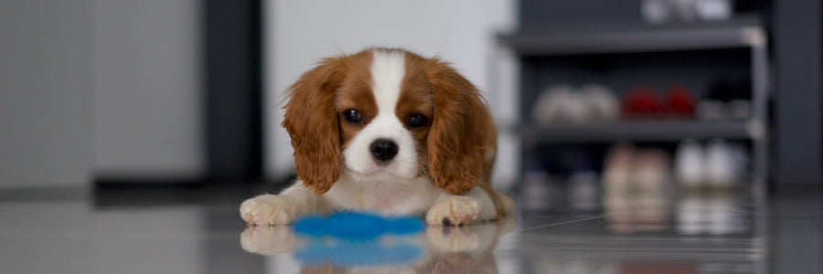 Doggy Relationship Guide: How to Introduce a Dog to Your Household