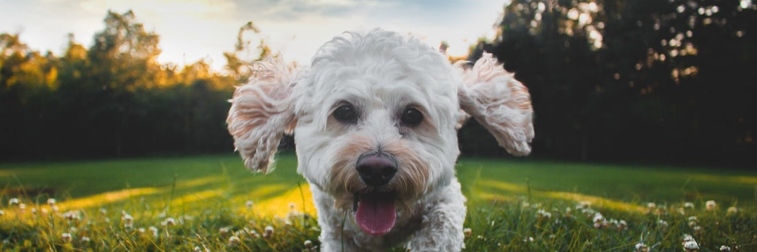 Vitamin E - Benefits For Your Dog