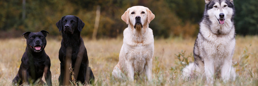 Introducing Total K9 - Daily Wellness