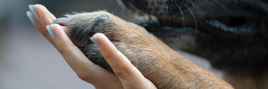 A Guide to Your Dog’s Joint Problems