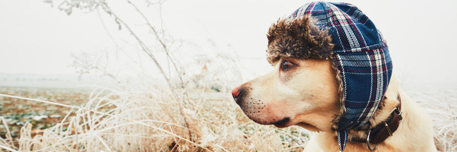 10 Ways to Protect Dogs In Cold Weather