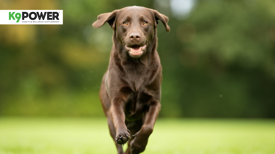 Is Your Dog Slowing Down? 5 Signs They Need a Joint Supplement