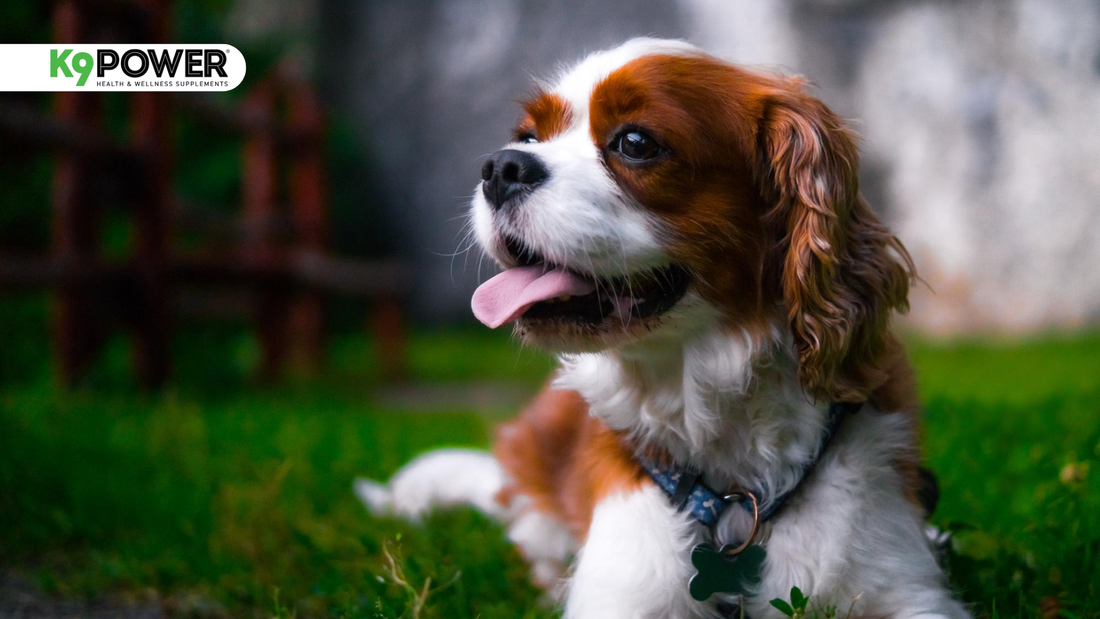 10 Warning Signs Your Dog May Have A Nutritional Deficiency