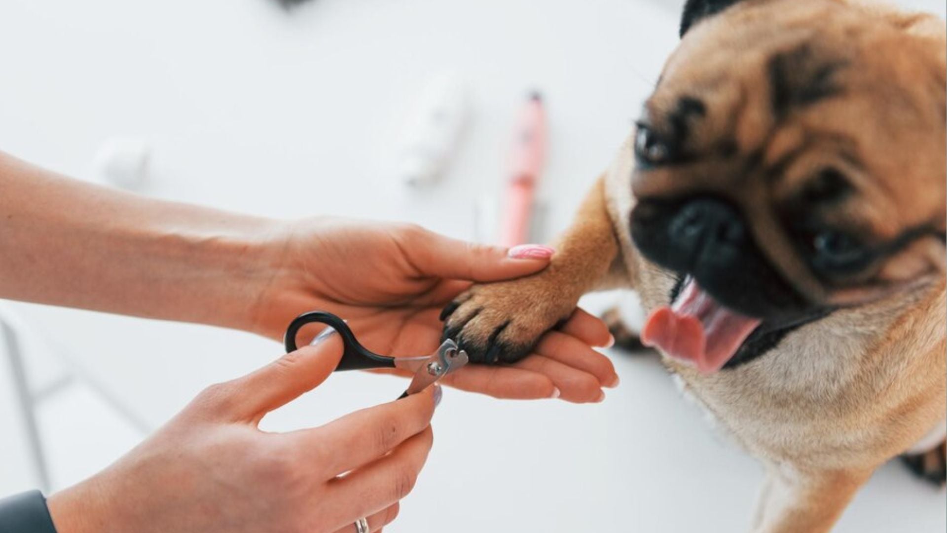 Never Do THIS When Trimming Dog Nails: 5 Hidden Mistakes That Cause Pain