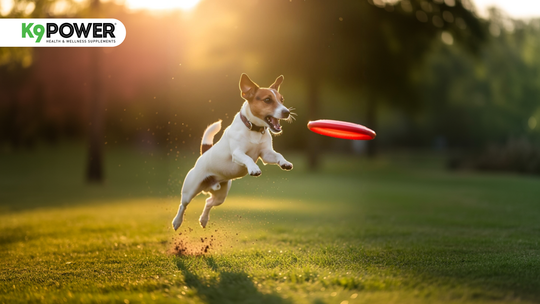 5 Smart Tricks to Make a Picky Dog Love Their Supplements