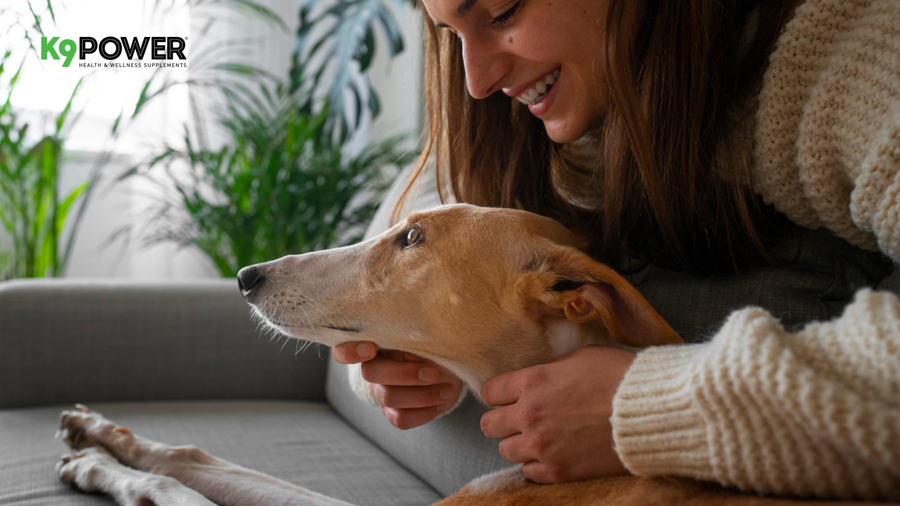 Complete Guide to Digestive Health for Dogs: Why It Matters &amp; How To Support It