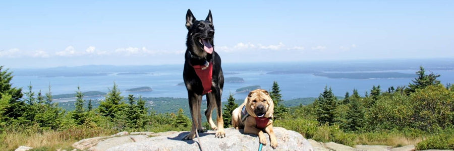 5 Open National Parks: Where to Take Your Dog
