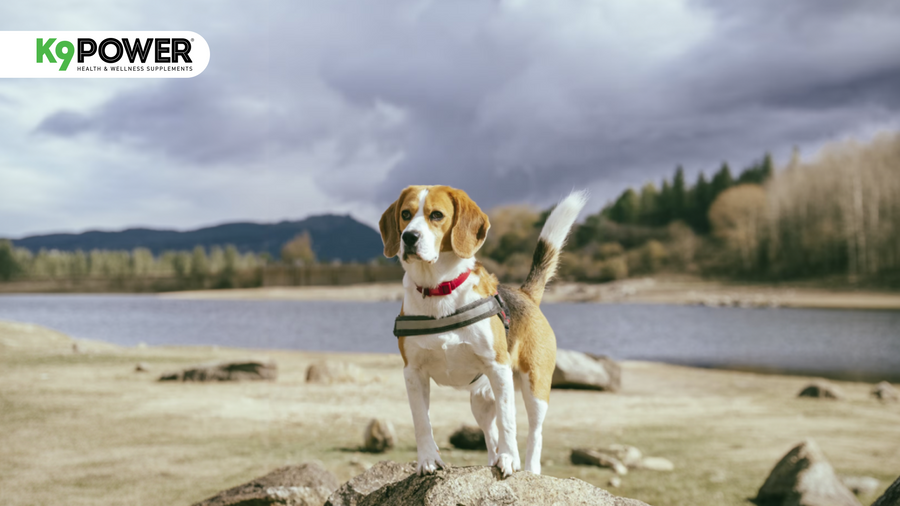 Dog Diarrhea: Causes, What to Do & When to Worry