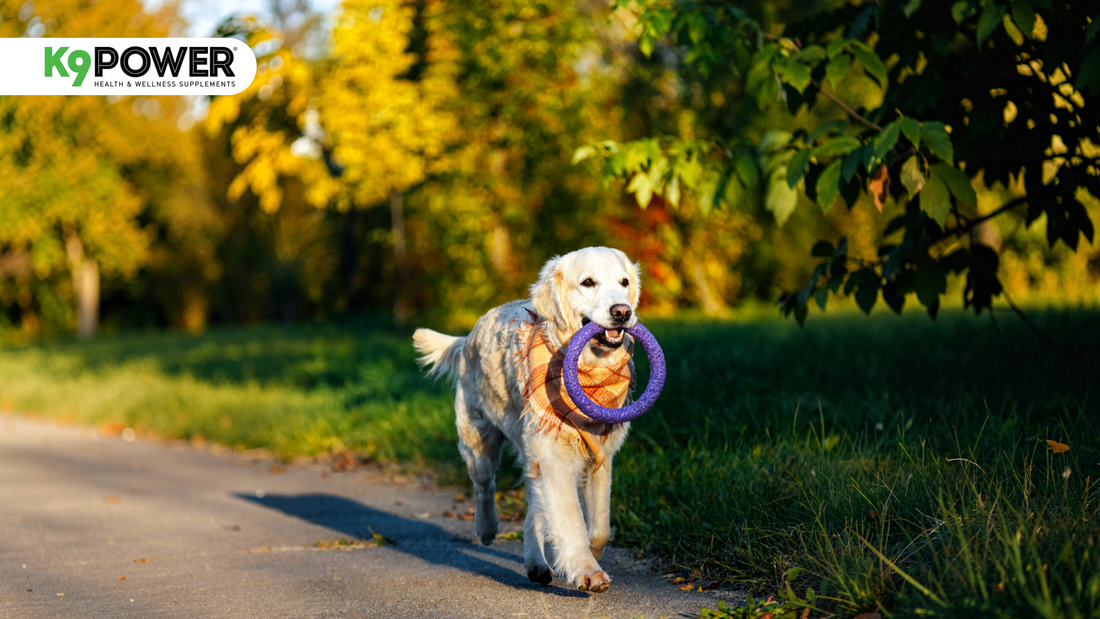 A healthy dog with a shiny coat sitting outdoors, representing good gut health and overall wellness supported by probiotics
