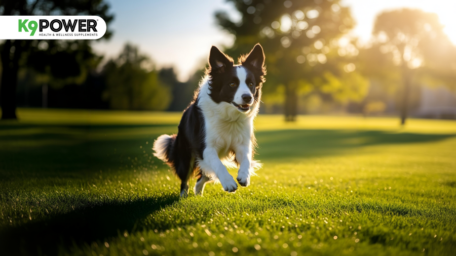 Dog Shedding Too Much? Here's the Hidden Truth Behind It