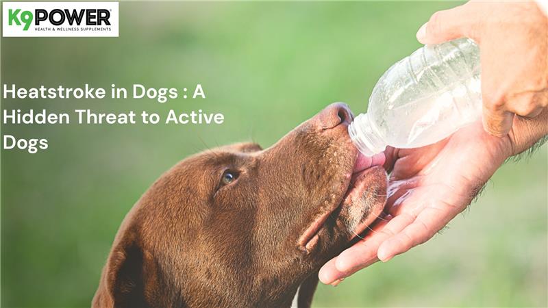 Heatstroke in Dogs: A Hidden Threat to  Dogs