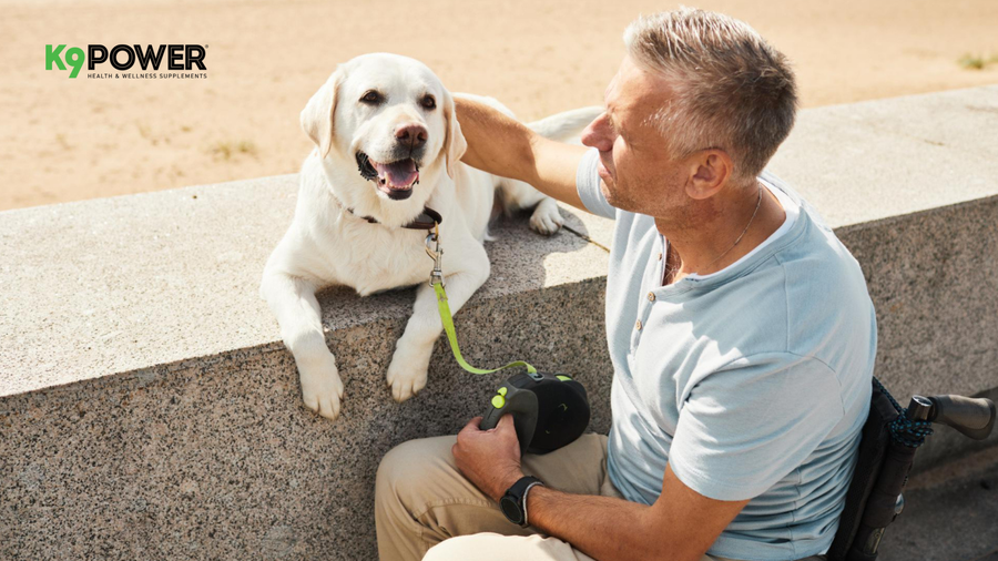 How To Choose The Best Dog Supplement By Age & Health Goal?