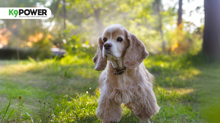 How to Boost Your Dog's Immune System Naturally with 5 Natural Ways