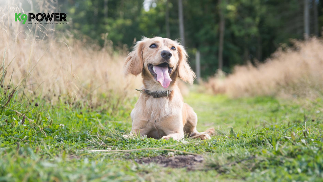 How to Choose Dog Joint Supplements (and Why K9Power Joint Strong Stands Out)