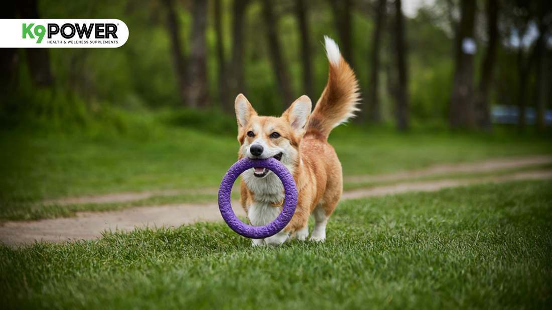 Is Your Dog Sleeping Through Life? The Hidden Truth Behind Low Energy in Dogs