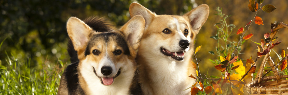 10 Dog Friendly Recipes To Make This Fall