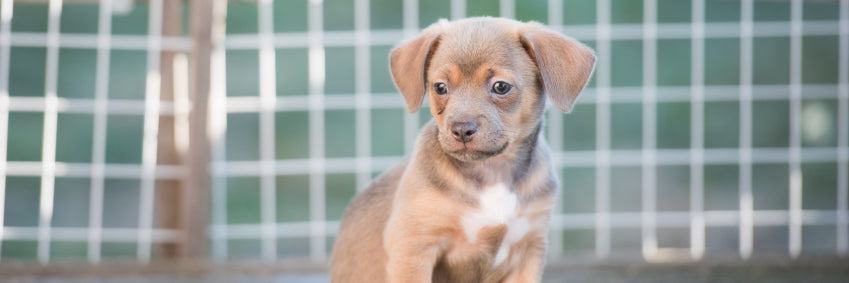 8 Tips For a Great Dog Boarding Experience