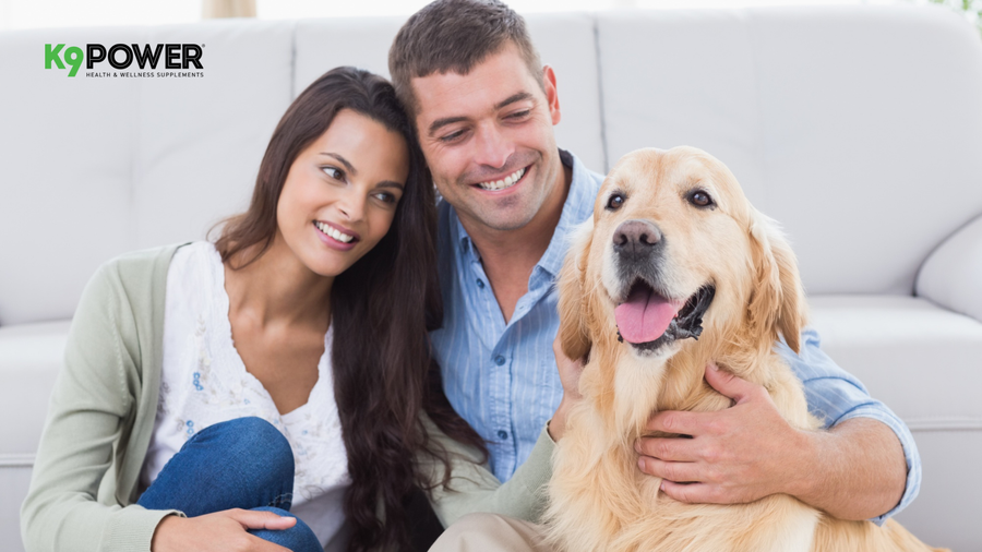Seasonal Health Mistakes Dog Parents Make You Should Know