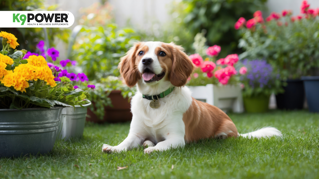 Superfoods for Super Dogs: The Best Supplements for Canine Health