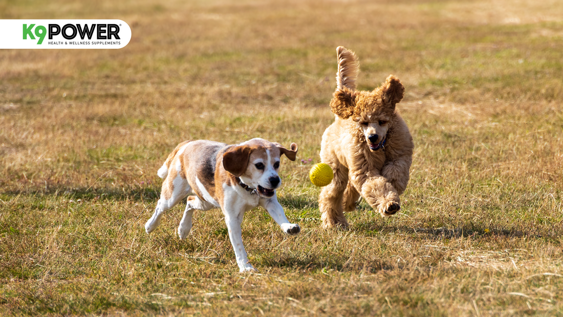 A Beagle and a Standard Poodle running and playing outdoors with a tennis ball, showing active healthy dogs