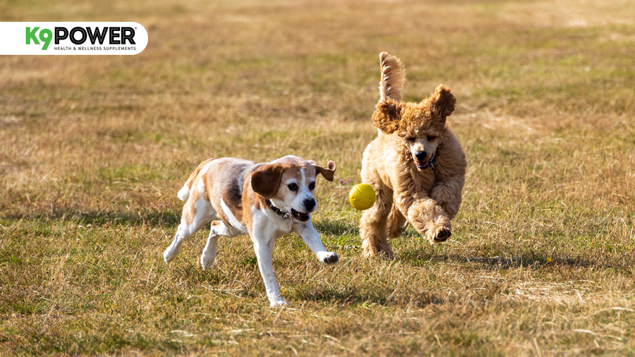 A Beagle and a Standard Poodle running and playing outdoors with a tennis ball, showing active healthy dogs
