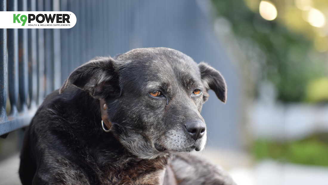 Your Dog Is Turning 7. Here Is What Their Body Needs to Stay Strong
