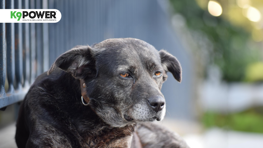 Your Dog Is Turning 7. Here Is What Their Body Needs to Stay Strong