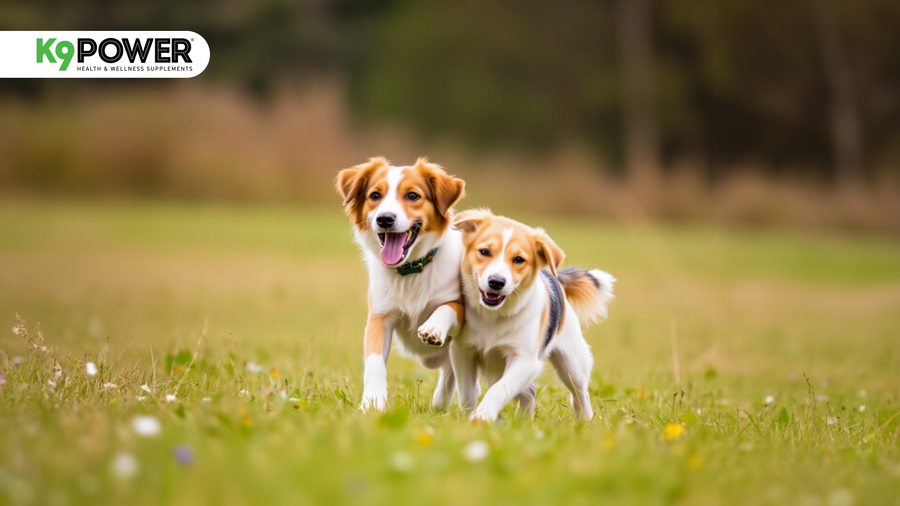 Your Dog's Gut Controls Everything: Here's How to Support It