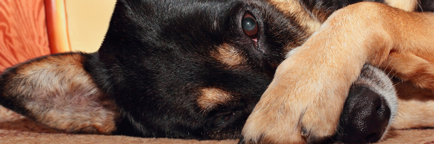 This is Why Your Dog is Gassy