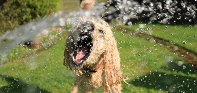 5 Ways To Keep Your Dog Hydrated: And Why You Should