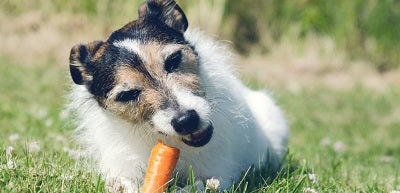 Should My Dog Eat Ice Cream?