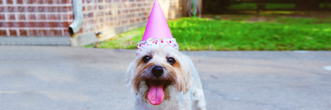 Pet Holidays To Celebrate All Year