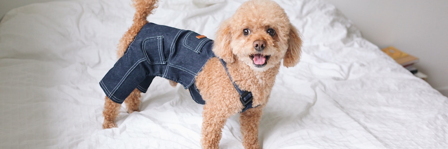 10 Dogs With Impeccable Fashion Sense for #DressUpYourPetDay
