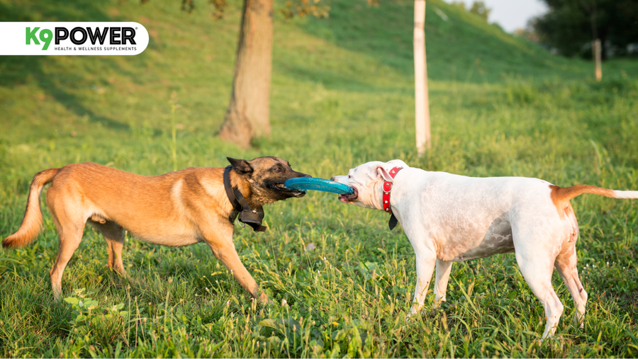 A German Shepherd-type dog and a white Bulldog play tug-of-war with a blue toy in a sunny grassy field outdoors together.