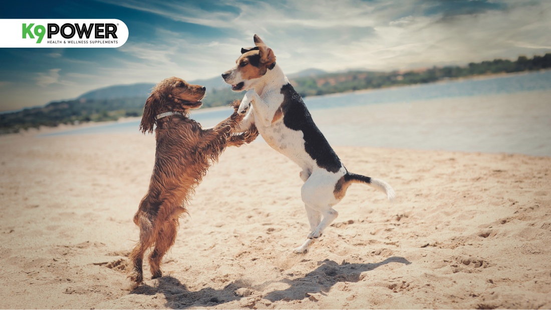 Two wet dogs playing together on a sandy beach, one leaping up energetically while the other paws at it near calm blue water.