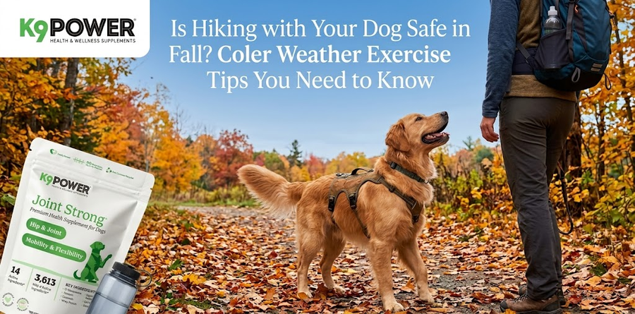 K9 Power Joint Strong supplement with a golden retriever and owner hiking on a fall trail covered in colorful autumn leaves.