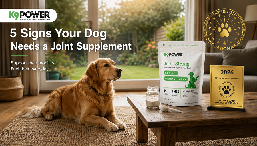 5 Signs Your Dog Needs a Joint Supplement You Need To Know
