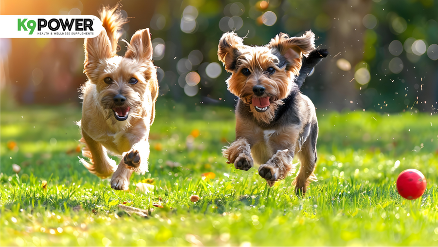 Two small terrier dogs running happily across a grassy lawn chasing a red ball, tails wagging with excitement outdoors.